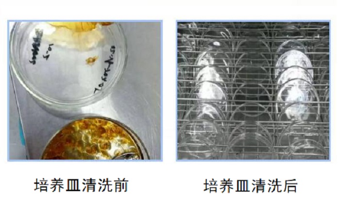 洗瓶機清洗培養(yǎng)皿前后對比